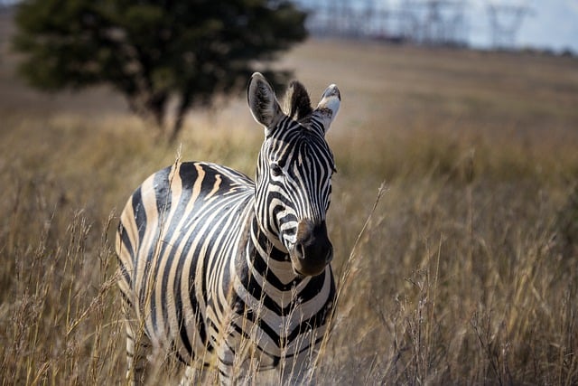 Scarica gratuitamente l'immagine gratuita della specie della fauna selvatica dell'Africa zebra da modificare con l'editor di immagini online gratuito GIMP