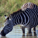 Zebra and big belly  screen for extension Chrome web store in OffiDocs Chromium