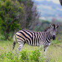 zebra and grassland  screen for extension Chrome web store in OffiDocs Chromium