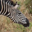 Zebra and the hayfield  screen for extension Chrome web store in OffiDocs Chromium