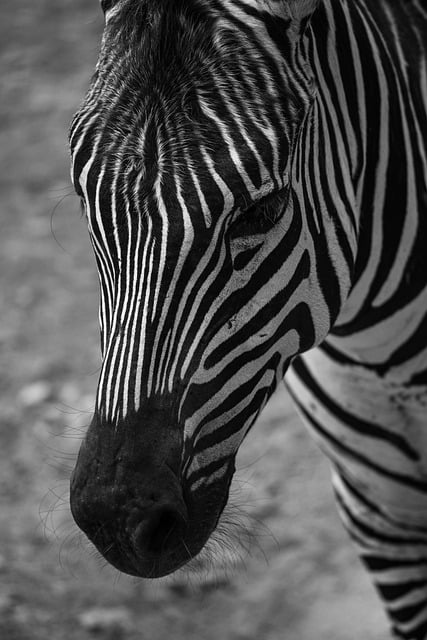 Free download zebra animal black and white free picture to be edited with GIMP free online image editor