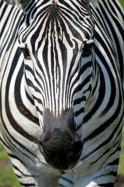 Free download zebra animal horses equus grevyi free picture to be edited with GIMP free online image editor