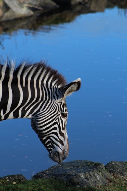 Free download zebra animal mammal equine free picture to be edited with GIMP free online image editor