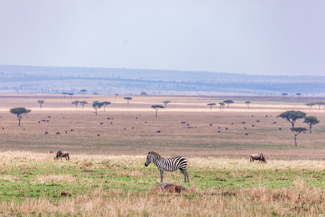 Free download zebra animal mammal wild animal free picture to be edited with GIMP free online image editor