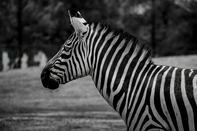 Free download zebra animal nature wildlife free picture to be edited with GIMP free online image editor