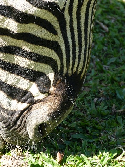 Unduh gratis Zebra Animal Print Hitam Putih - foto atau gambar gratis untuk diedit dengan editor gambar online GIMP