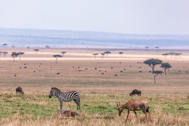 Free download zebra antelope animals safari free picture to be edited with GIMP free online image editor