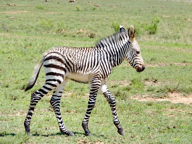 Descărcare gratuită Zebra Baby Young - fotografie sau imagini gratuite pentru a fi editate cu editorul de imagini online GIMP