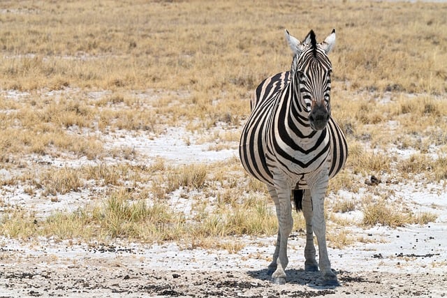 Free download zebra belly steppe strip nature free picture to be edited with GIMP free online image editor