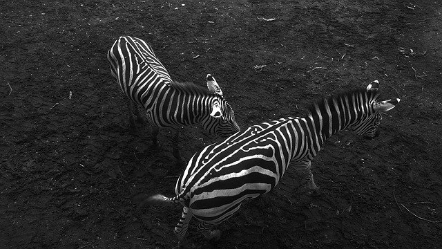 Free download Zebra Black White -  free photo or picture to be edited with GIMP online image editor