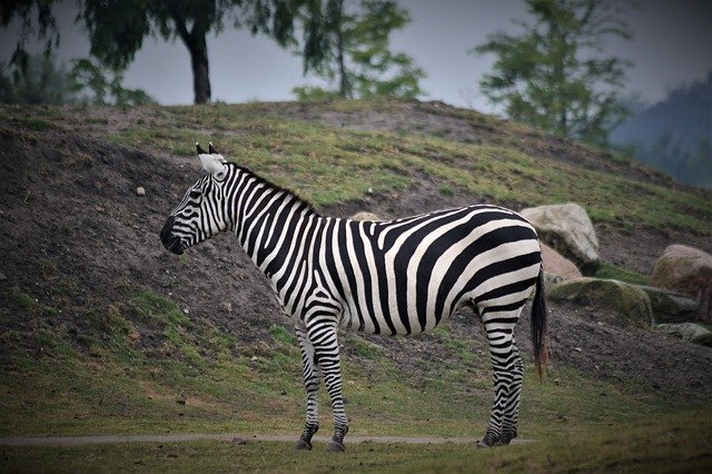 Muat turun percuma Zebra Close Up Portrait - foto atau gambar percuma untuk diedit dengan editor imej dalam talian GIMP