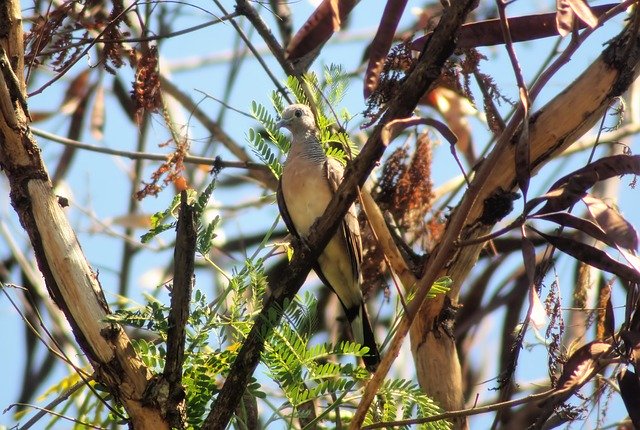 Descarga gratuita Zebra Dove Outdoor: foto o imagen gratuita para editar con el editor de imágenes en línea GIMP