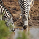 Zebra drinking water  screen for extension Chrome web store in OffiDocs Chromium