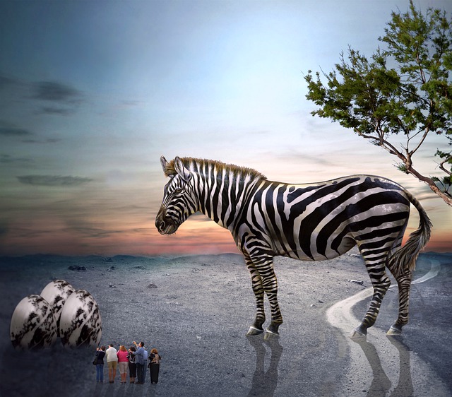 Free download zebra egg people animal mammal free picture to be edited with GIMP free online image editor