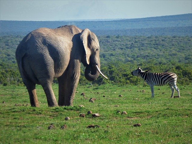 Descarga gratuita Zebra Elephant Africa - foto o imagen gratuita para editar con el editor de imágenes en línea GIMP
