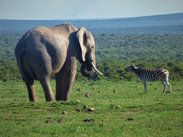 Free download Zebra Elephant Africa -  free photo or picture to be edited with GIMP online image editor