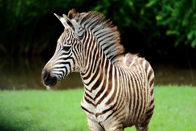 Free download zebra equine black and white stripes free picture to be edited with GIMP free online image editor