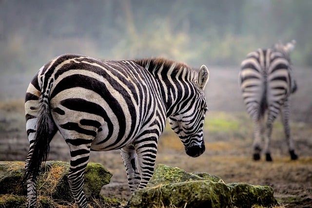 Free download zebra equine mammal animal free picture to be edited with GIMP free online image editor
