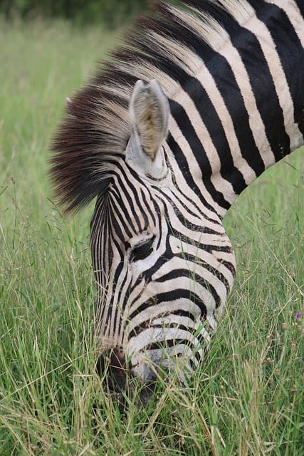 Free graphic zebra equine striped animal nature to be edited by GIMP free image editor by OffiDocs