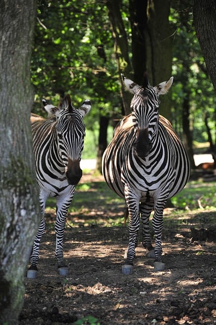 Free download zebra equine stripes mammal free picture to be edited with GIMP free online image editor