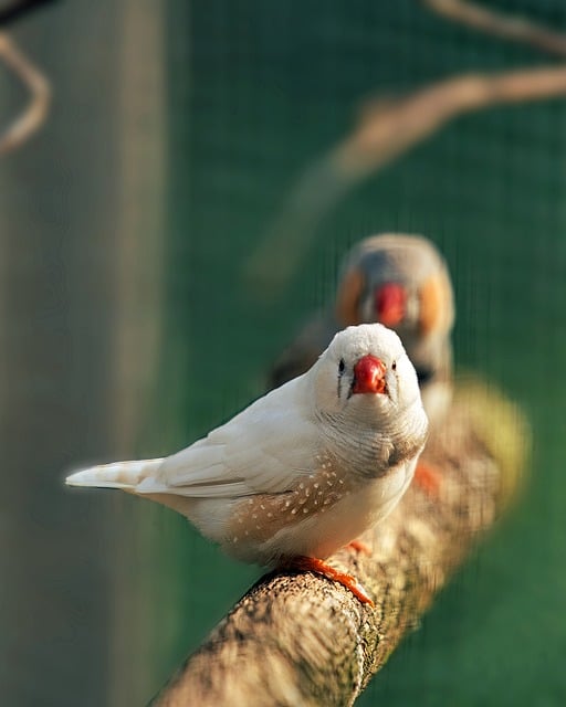 Free download zebra finch finch birds cute free picture to be edited with GIMP free online image editor