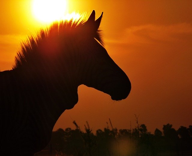 Free download Zebra HartmannS Sunset Evening -  free photo or picture to be edited with GIMP online image editor