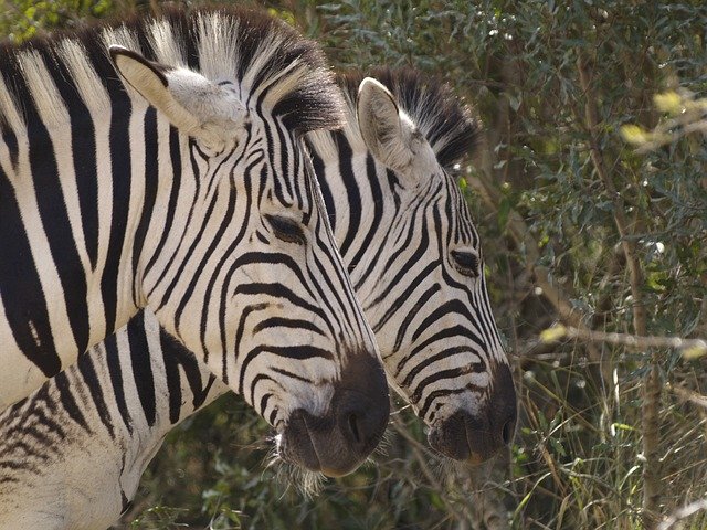 Muat turun percuma Zebra Heads Wildlife - foto atau gambar percuma untuk diedit dengan editor imej dalam talian GIMP