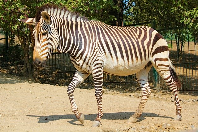 הורדה חינם Zebra Lichokopytník Animal - תמונה או תמונה בחינם לעריכה עם עורך תמונות מקוון GIMP