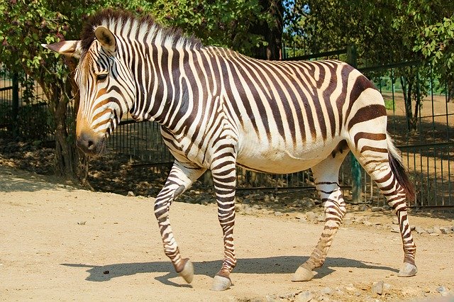 Descarga gratuita Zebra Lichokopytník Animal - foto o imagen gratuita para editar con el editor de imágenes en línea GIMP