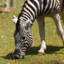 Zebra on the grassland  screen for extension Chrome web store in OffiDocs Chromium