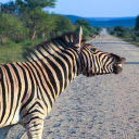 Zebra on the Road  screen for extension Chrome web store in OffiDocs Chromium