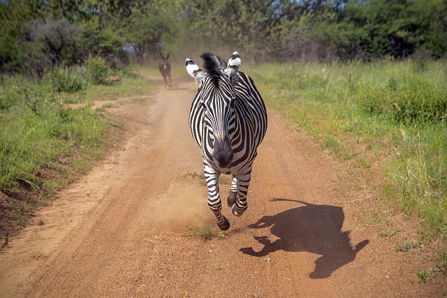 Free download zebra running wildlife nature free picture to be edited with GIMP free online image editor