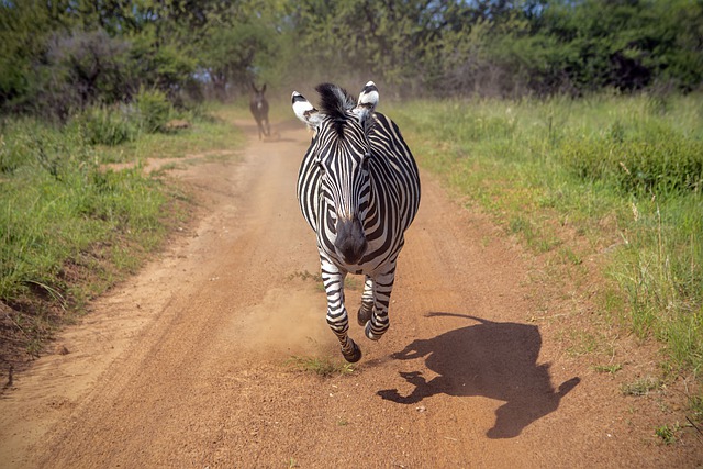 Libreng download zebra running wildlife nature libreng larawan na ie-edit gamit ang GIMP na libreng online na editor ng imahe