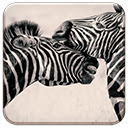 Zebras  screen for extension Chrome web store in OffiDocs Chromium Zebras  screen for extension Chrome web store in OffiDocs Chromium
