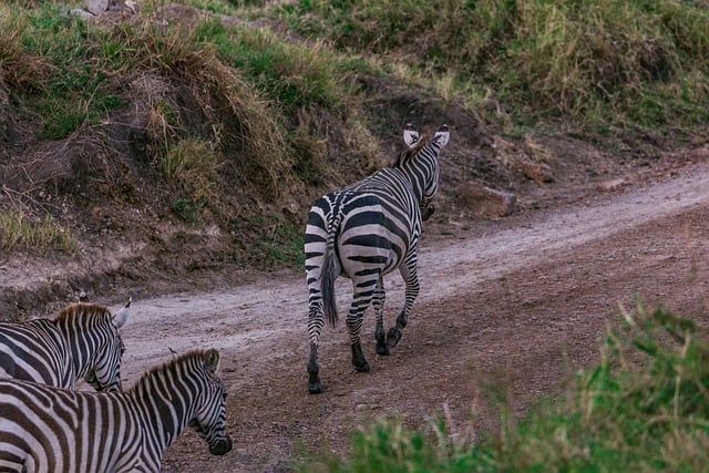 Bezpłatne pobieranie zdjęć zebr zwierząt safari na drodze do edycji za pomocą bezpłatnego edytora obrazów online GIMP