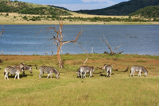 ดาวน์โหลดฟรี Zebra Scenic Dam - รูปถ่ายหรือรูปภาพฟรีที่จะแก้ไขด้วยโปรแกรมแก้ไขรูปภาพออนไลน์ GIMP