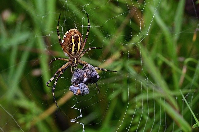 Скачать бесплатно Zebraspinne Web Close Up Wrapped - бесплатное фото или изображение для редактирования с помощью онлайн-редактора изображений GIMP