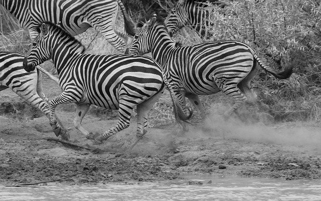 Free download zebras running black and white free picture to be edited with GIMP free online image editor