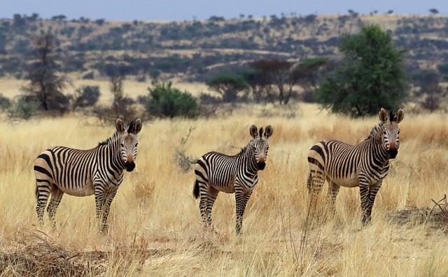 Free download zebras steppe namibia africa free picture to be edited with GIMP free online image editor