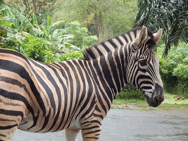 ดาวน์โหลดฟรี Zebra Striped Mammal - ภาพถ่ายหรือรูปภาพที่จะแก้ไขด้วยโปรแกรมแก้ไขรูปภาพออนไลน์ GIMP