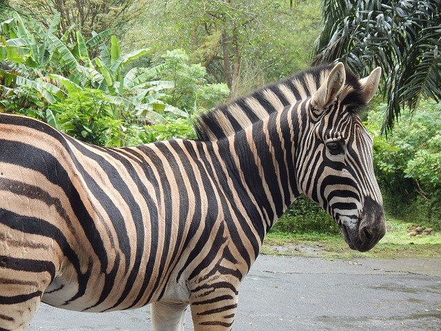 Muat turun percuma Mamalia Belang Zebra - foto atau gambar percuma untuk diedit dengan editor imej dalam talian GIMP