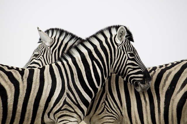 Free graphic zebra stripes couple love animal to be edited by GIMP free image editor by OffiDocs