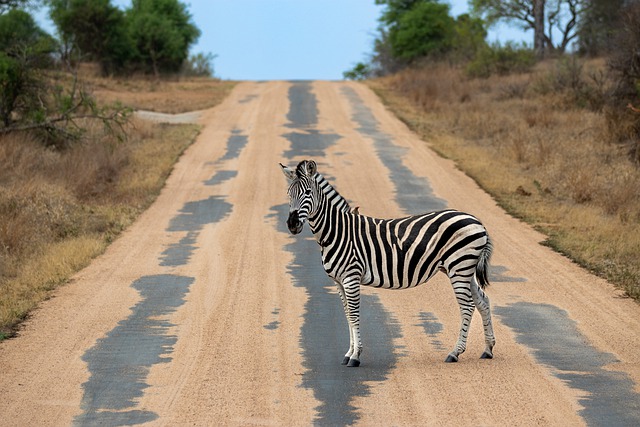 Free download zebra strip road sand africa free picture to be edited with GIMP free online image editor