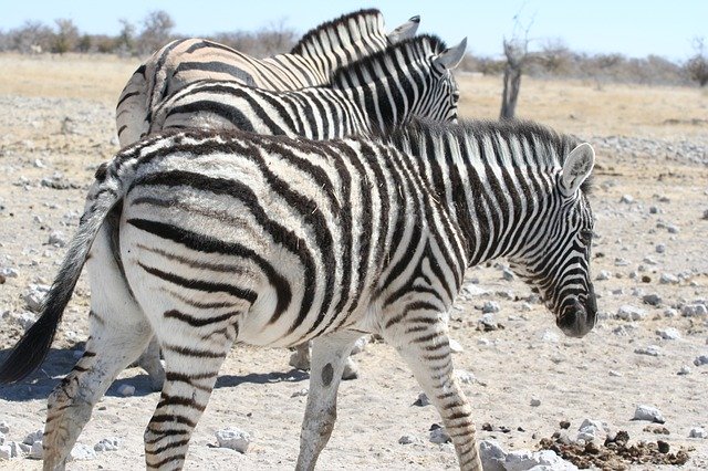 تنزيل Zebra Texture Coat مجانًا - صورة مجانية أو صورة يتم تحريرها باستخدام محرر الصور عبر الإنترنت GIMP