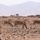 ZEBRA Theme  screen for extension Chrome web store in OffiDocs Chromium