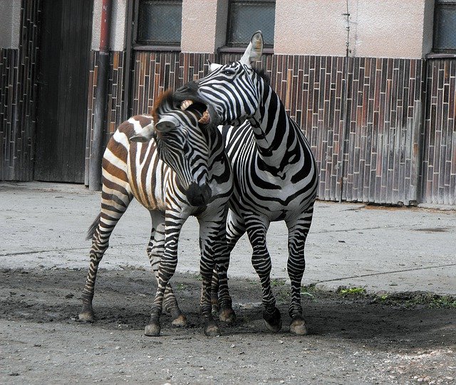 Unduh gratis Zebra The Zoo Stripes Black And - foto atau gambar gratis untuk diedit dengan editor gambar online GIMP