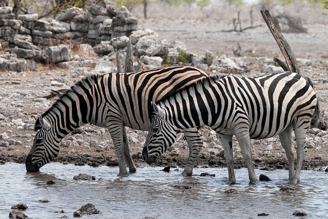 Free download zebra water drink group etosha free picture to be edited with GIMP free online image editor