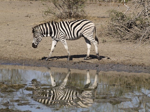Free download Zebra Waterhole Africa -  free photo or picture to be edited with GIMP online image editor