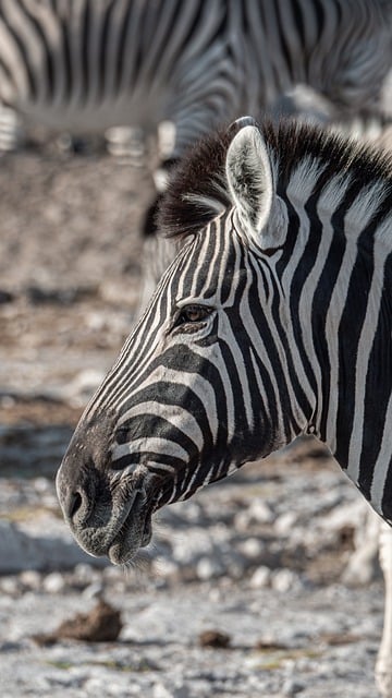 Free download zebra wilderness wildlife africa free picture to be edited with GIMP free online image editor