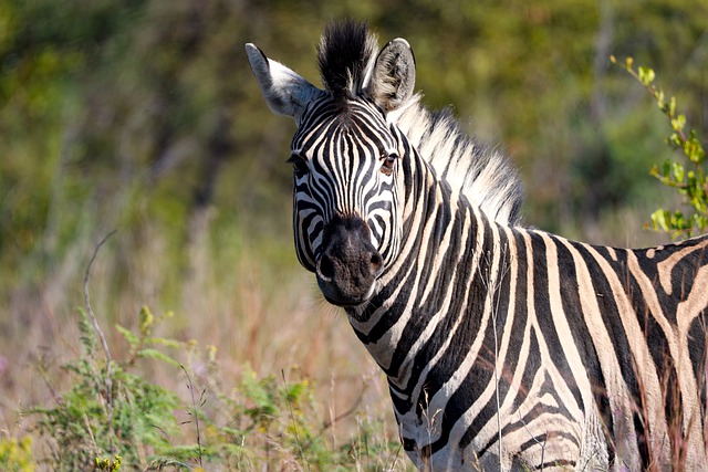 Free download zebra wildlife animal africa free picture to be edited with GIMP free online image editor
